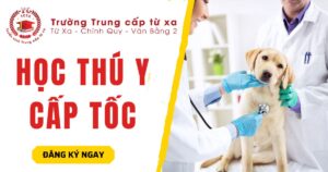 Học Thú y Cấp tốc ở đâu