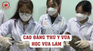 Học Cao đẳng Thú Y vừa học vừa làm