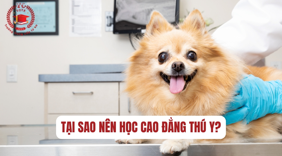 Tại sao nên học Cao đẳng Thú Y?