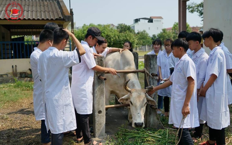 Cao đẳng Thú Y trực tuyến là gì?