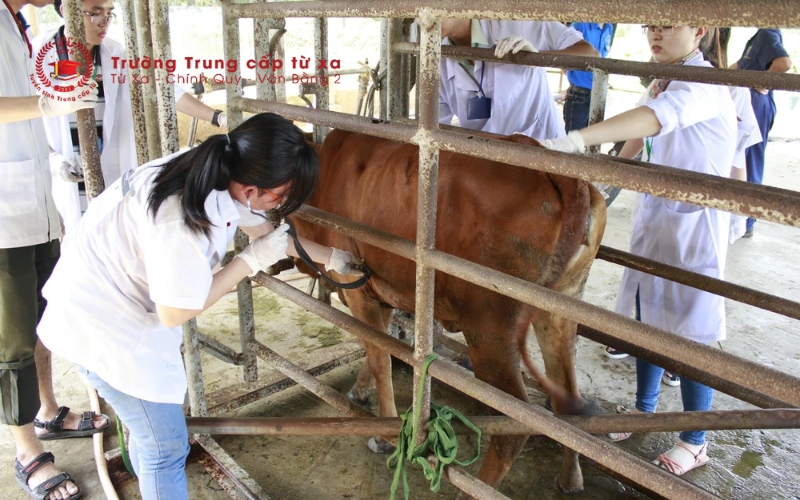 Học trung cấp Thú y trực tuyến có gì khác so với học tại trường