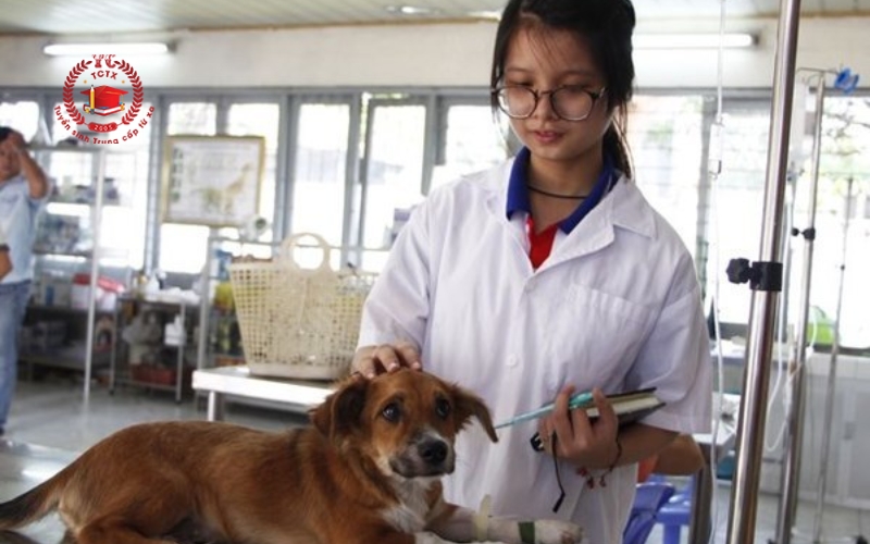 Tổng quan về Trung cấp Thú Y cấp tốc