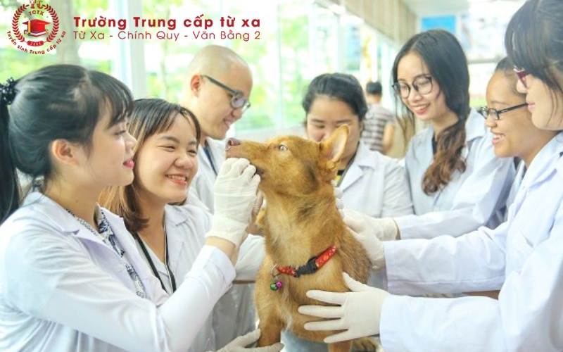 Cơ hội việc làm sau khi hoàn thành chương trình học Trung cấp Thú y