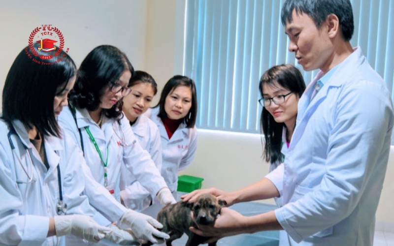 Học Trung cấp Thú y cấp tốc ở đâu?