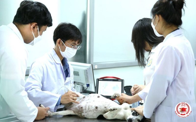 Học Cao đẳng Thú y ở đâu uy tín?