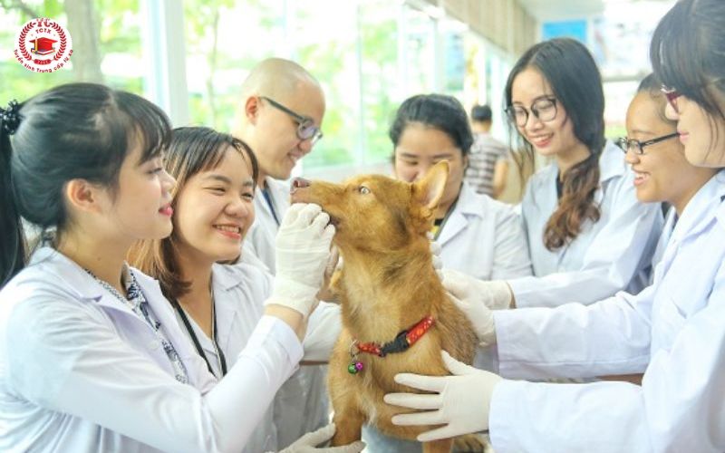 Tìm hiểu ngành Cao đẳng Thú y