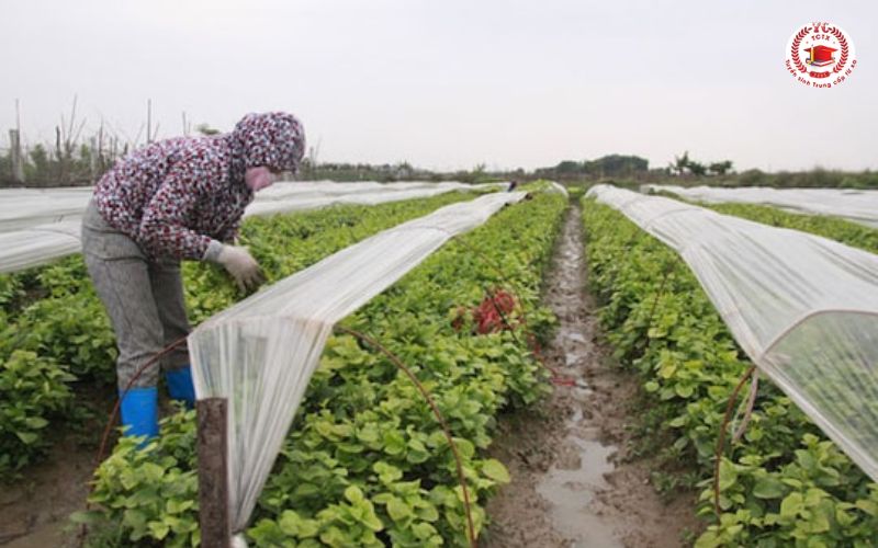 Cơ hội việc làm sau khi tốt nghiệp Trung cấp Trồng trọt Bảo vệ thực vật vừa học vừa làm