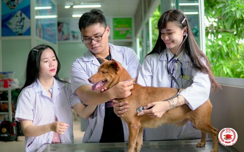 Hình thức đào tạo Trung cấp ngành Thú Y online hiện nay