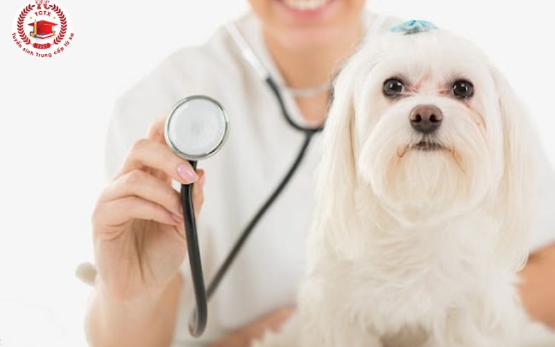 Bác sĩ Thú y học bao nhiêu năm?