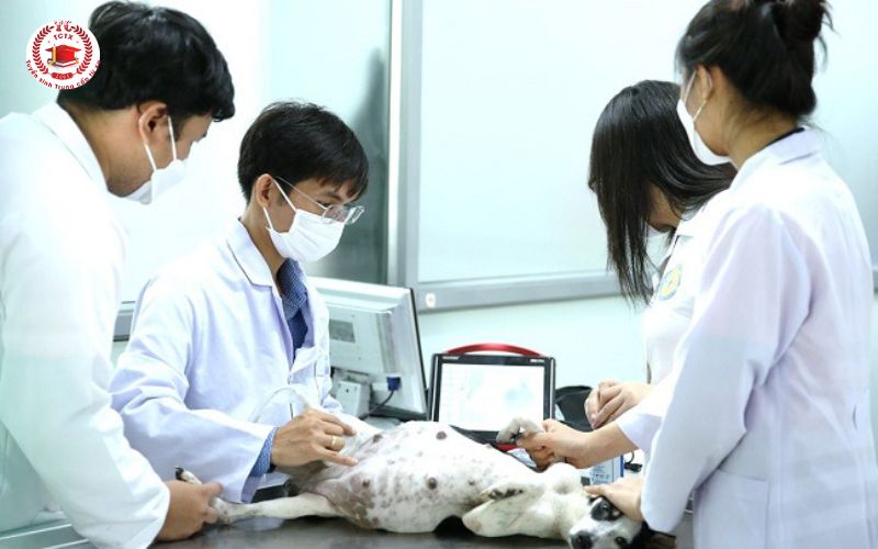 Bằng Trung cấp Thú Y online có giá trị như thế nào?