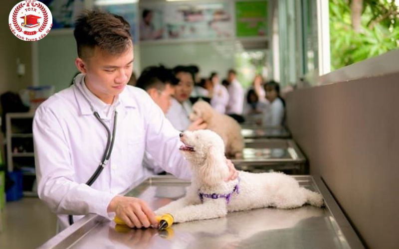 Người bận rộn học Trung cấp Thú Y online có lợi gì?