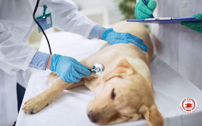 Các trường đào tạo ngành Thú Y tại TPHCM hiện nay có gì để chọn?