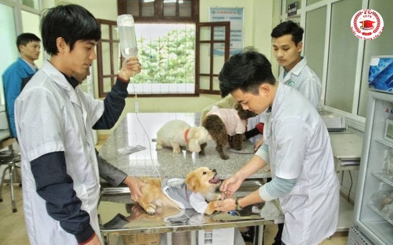 Điều kiện để học Liên thông Trung cấp lên Cao đẳng Thú Y