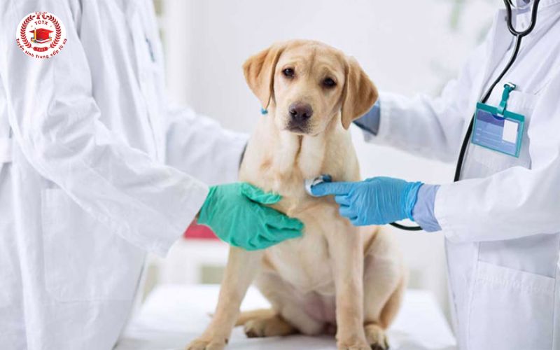 Học đào tạo ngành Thú Y tại Trường Trung Cấp Từ Xa có phù hợp không?