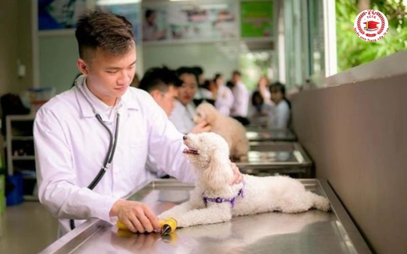 Học Trường đào tạo ngành Thú Y xong ra làm gì?