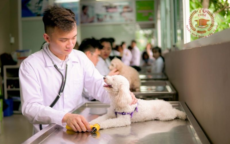 Chương trình đào tạo Cao đẳng Thú Y học cuối tuần gồm những gì?