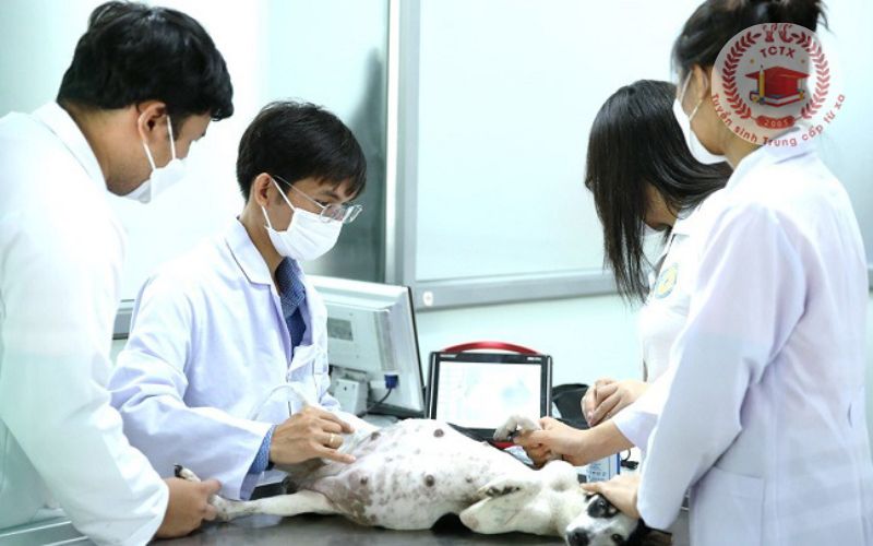 Vì sao Cao đẳng Thú Y học cuối tuần ngày càng được nhiều người lựa chọn?