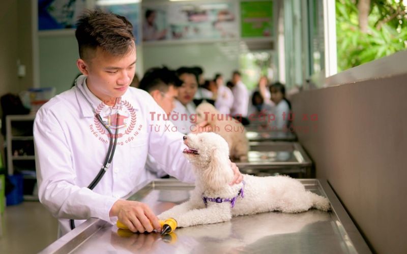 Ai nên đăng ký học Trung cấp Thú Y ngoài giờ hành chính?