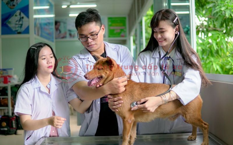 Nên học Trung cấp Thú Y ngoài giờ hành chính ở đâu?