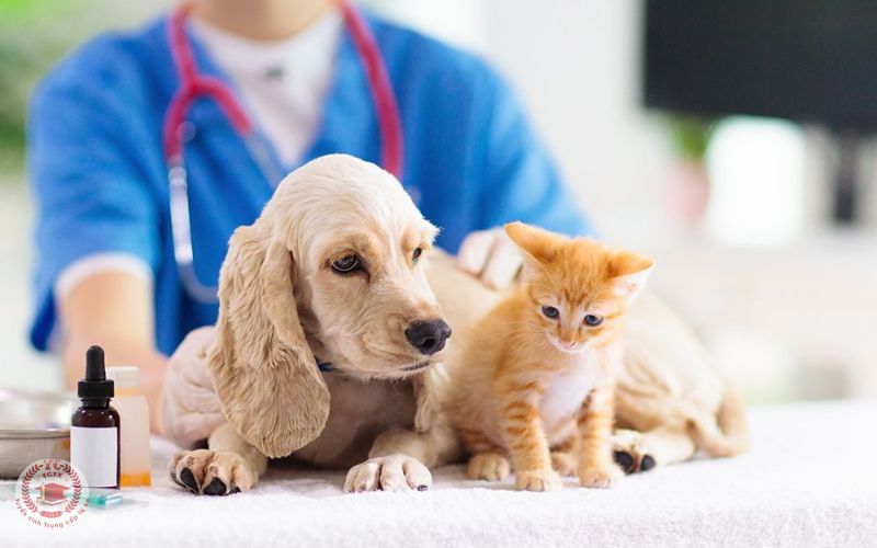 Sau khi tốt nghiệp Trung cấp Thú Y học cuối tuần có thể làm việc ở đâu?