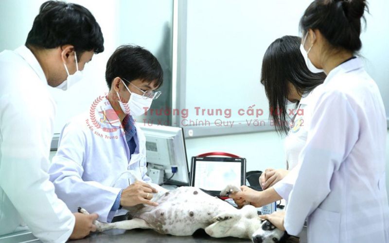Trung cấp Thú Y học ngoài giờ hành chính học những gì?