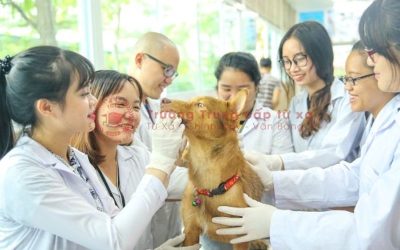 Cao đẳng ngành Thú Y học online là học những gì?