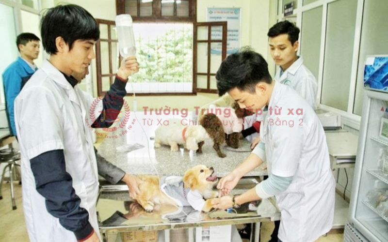 Khóa học Thú y ngắn hạn TPHCM là gì?